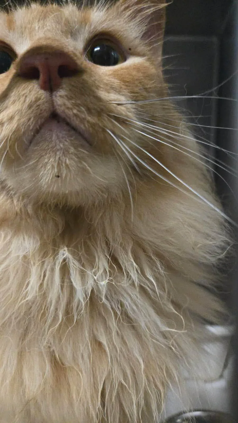 Thumper thumbnail 3