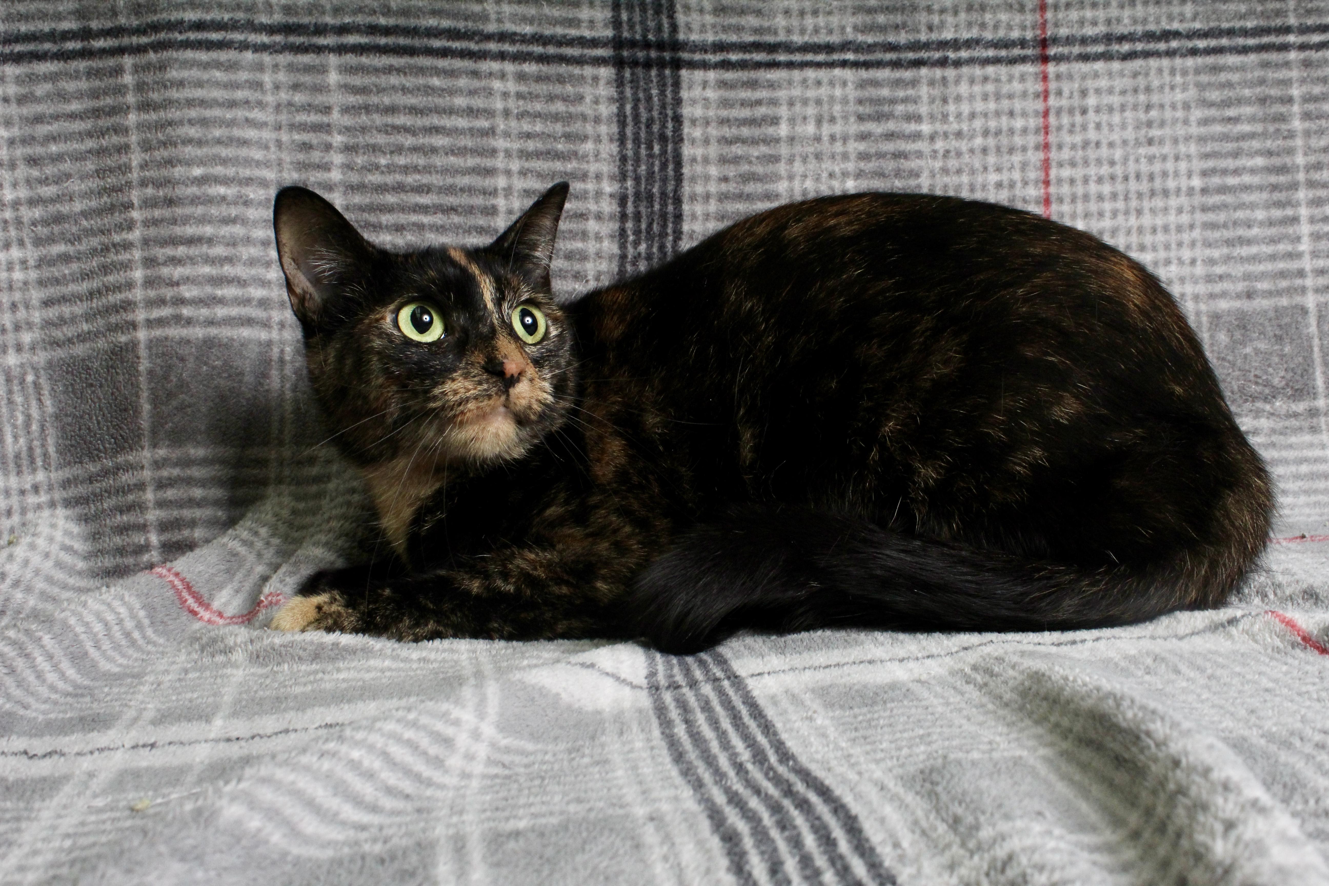 An adult medium-sized female Tortoiseshell Domestic Short Hair cat named Croquet for adoption in Springfield, IL