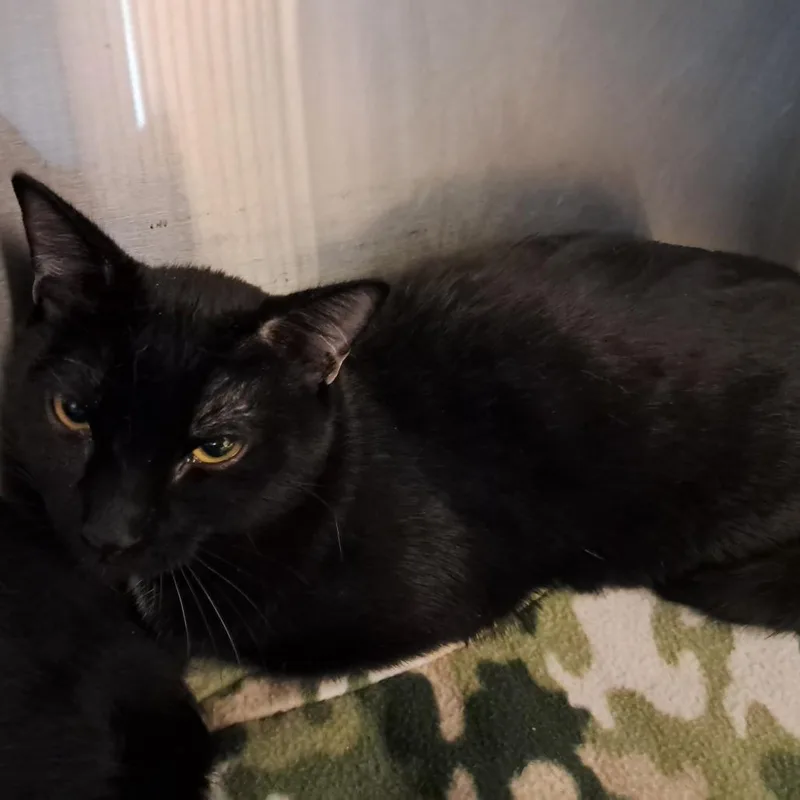 A young small-sized female Black Domestic Short Hair cat named Lottie for adoption in Concord, NH