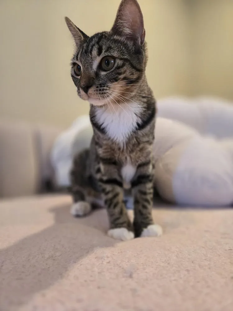 Skittles thumbnail 3