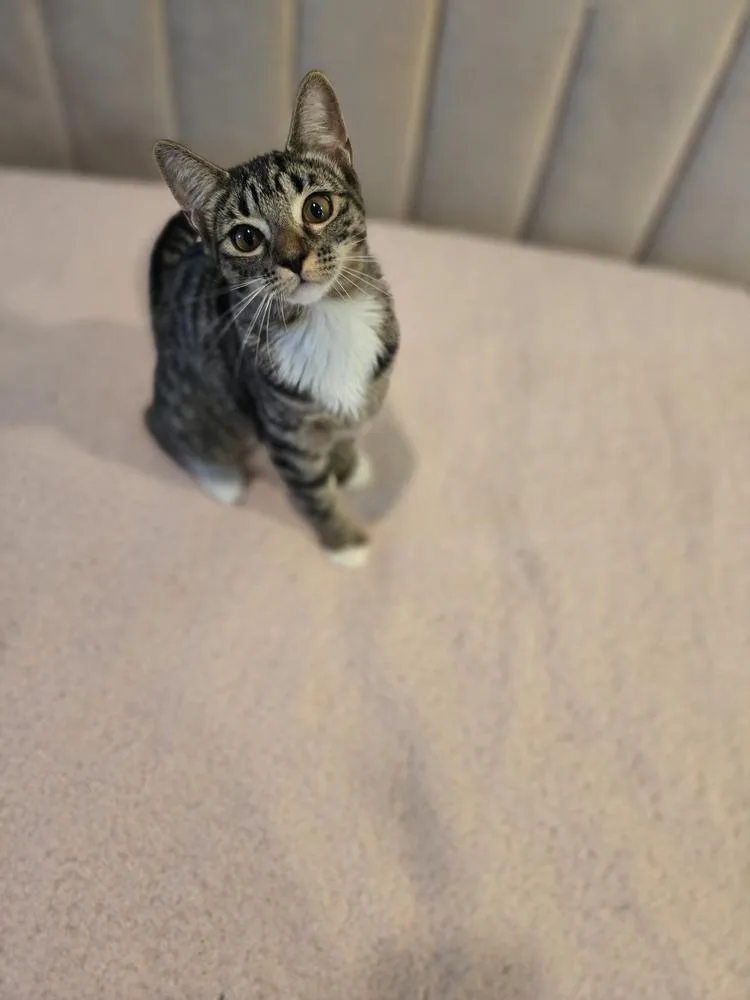 Skittles thumbnail 4