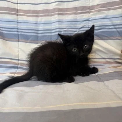 A baby small-sized male Domestic Short Hair cat named Shaggy for adoption in Janesville, WI