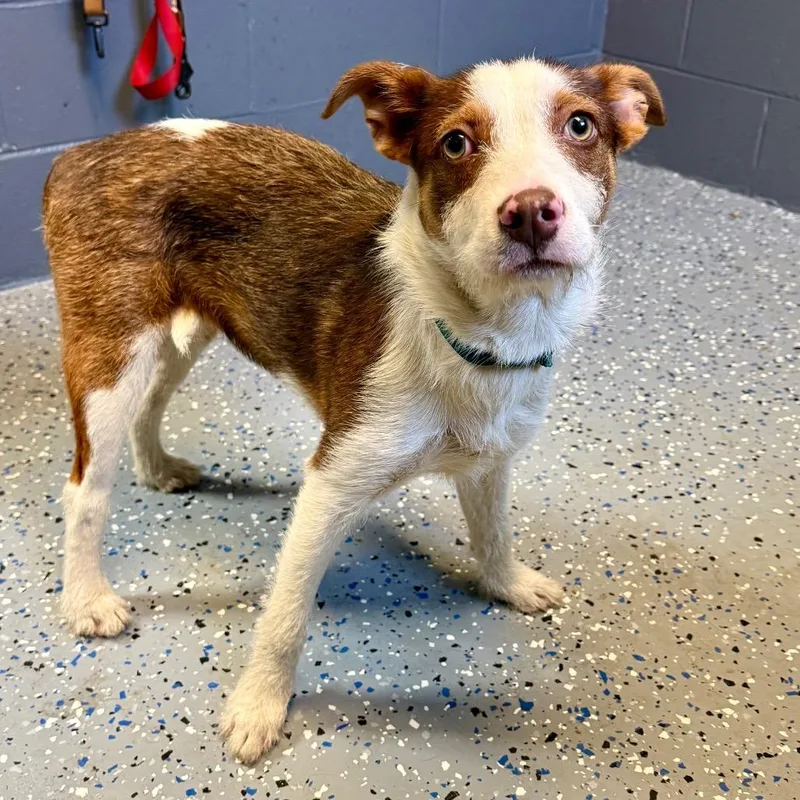 A baby small-sized female Brown / Chocolate Terrier dog named Tuscstray for adoption in Tuscaloosa, AL