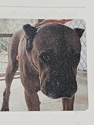 An adult large-sized female Mixed Breed dog named Thelma for adoption in Cincinnati, OH