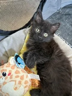 A baby medium-sized female Black Domestic Long Hair cat named Olivia for adoption in Toledo, OH