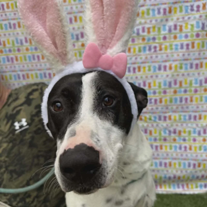 An adult large-sized female White / Cream Hound dog named Lizzy for adoption in Smithfield, NC