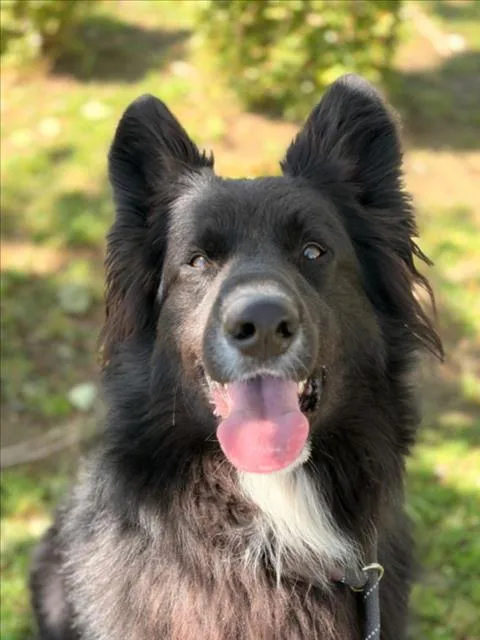 Dante