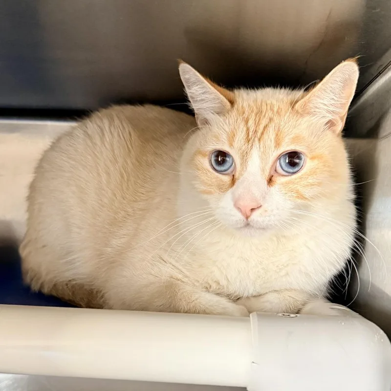 An adult large-sized male White Domestic Short Hair cat named Coca for adoption in Palm Springs, CA