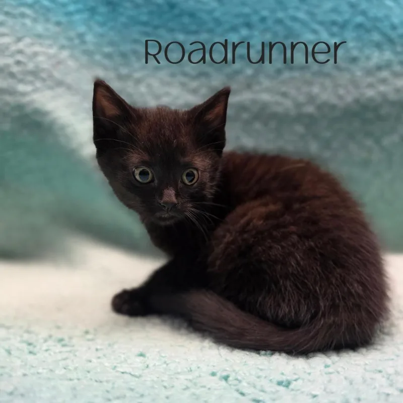 A baby small-sized male Domestic Short Hair cat named Roadrunner for adoption in Parkersburg, WV