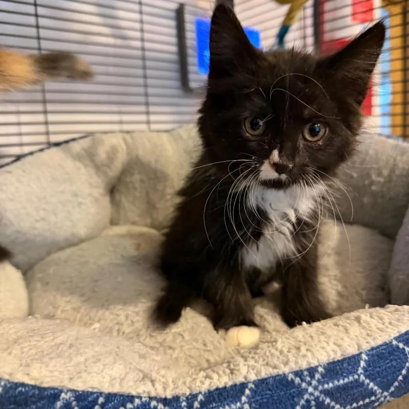 A baby small-sized female Black Domestic Medium Hair cat named Oreo for adoption in Hanna City, IL