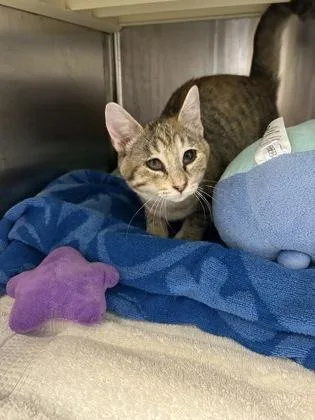 An adult medium-sized female Domestic Short Hair cat named Gwendolyn for adoption in Kansas City, MO