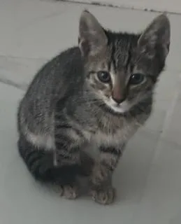 A baby small-sized male Domestic Short Hair cat named Hippo for adoption in Miami, FL