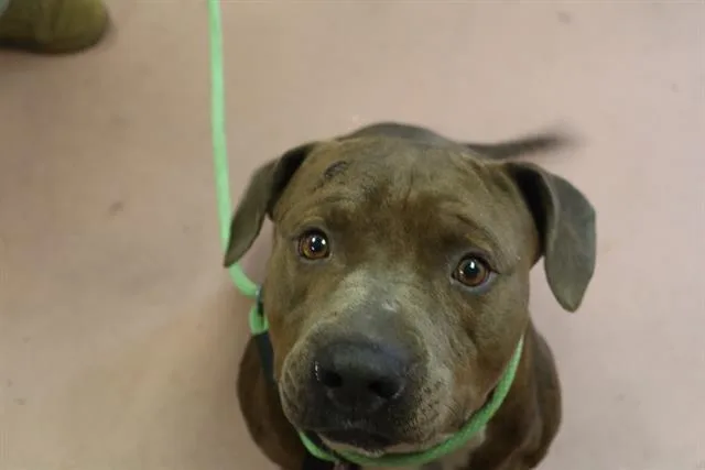 A young large-sized male Mixed Breed dog named Solar for adoption in Columbia, SC