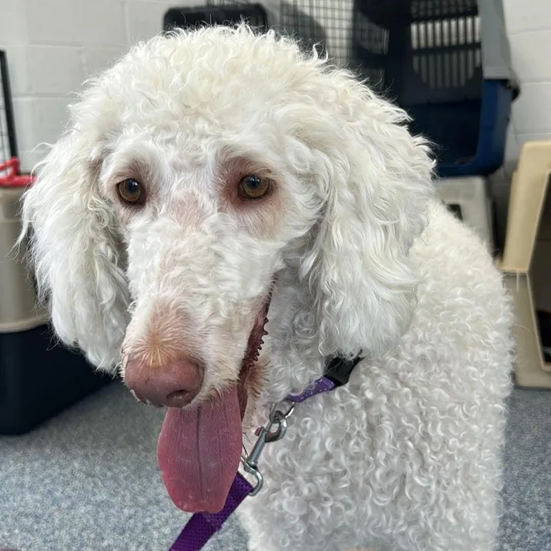 An adult medium-sized female White / Cream Mixed Breed dog named Mia for adoption in Fredericksburg, VA