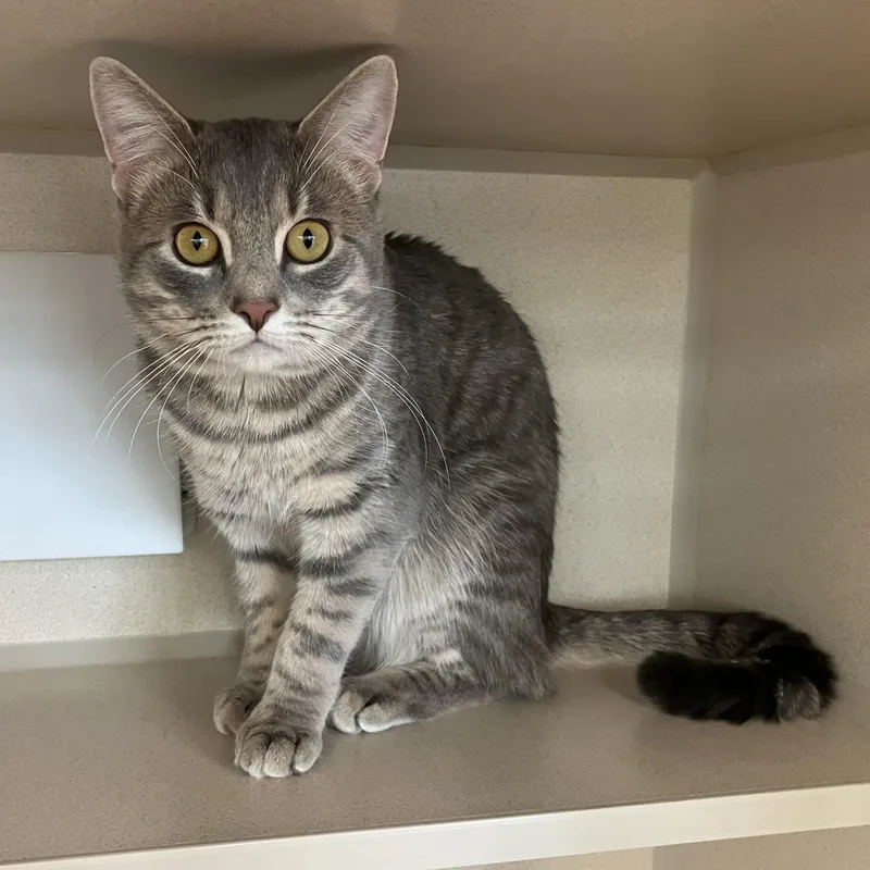 A young medium-sized male Tabby (Gray / Blue / Silver) Domestic Short Hair cat named Subway Footlong for adoption in Eatontown, NJ