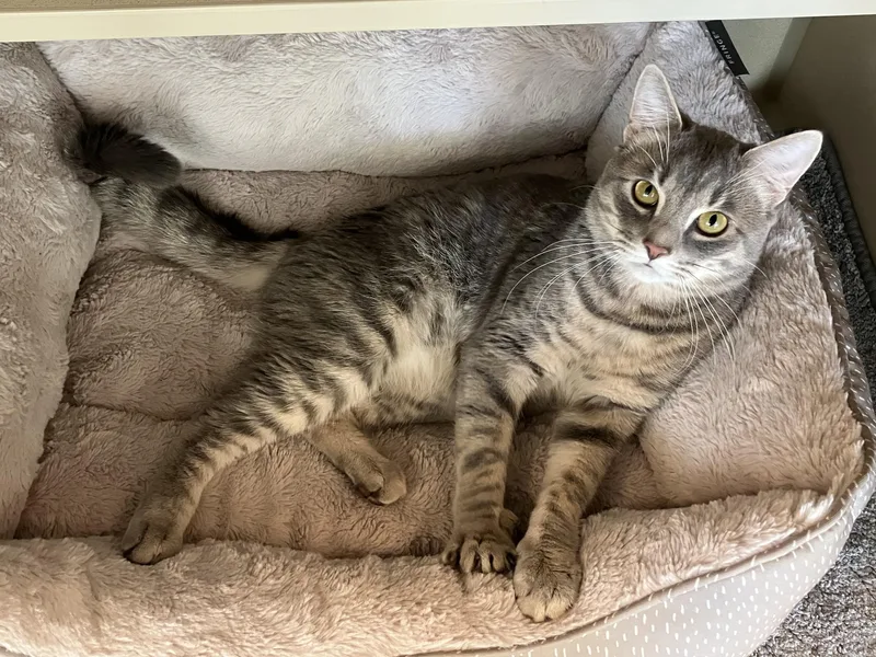 Subway Footlong thumbnail 2