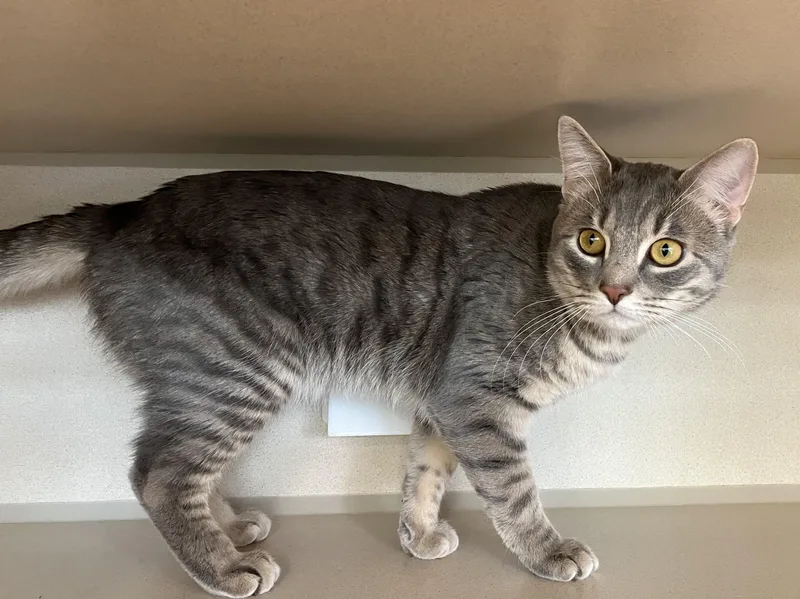 Subway Footlong thumbnail 3