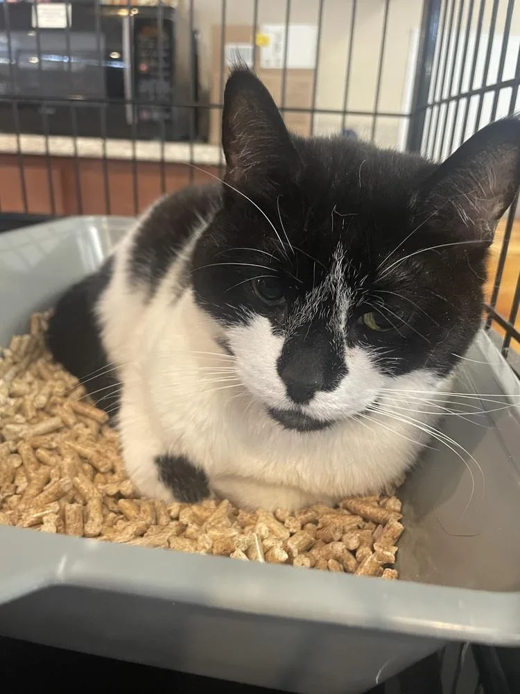 An adult large-sized female Black & White / Tuxedo Domestic Short Hair cat named Hollywood "holly" for adoption in Southbury, CT