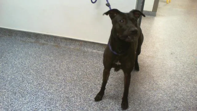 An adult medium-sized female Mixed Breed dog named Belle for adoption in Charlotte, NC