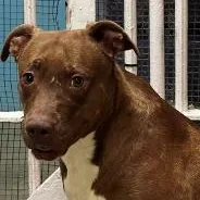 An adult medium-sized female Brown / Chocolate Pit Bull Terrier dog named Twirl for adoption in Phoenix, AZ