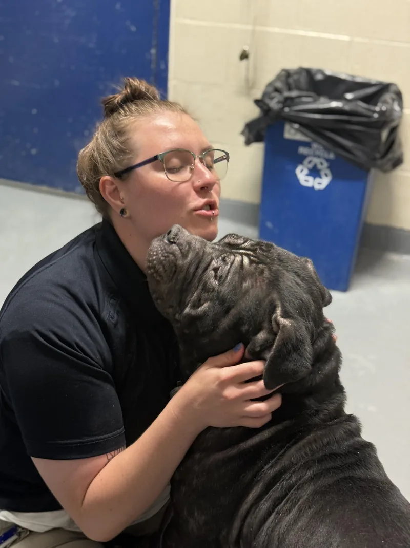 A young large-sized male Black American Bully dog named Rodeo Burger for adoption in Ashland, VA