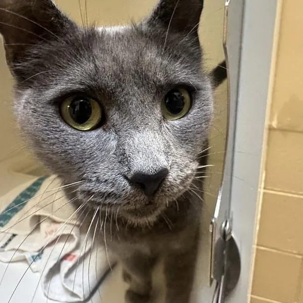 A young medium-sized female Domestic Short Hair cat named Zero for adoption in Walnut Creek, CA