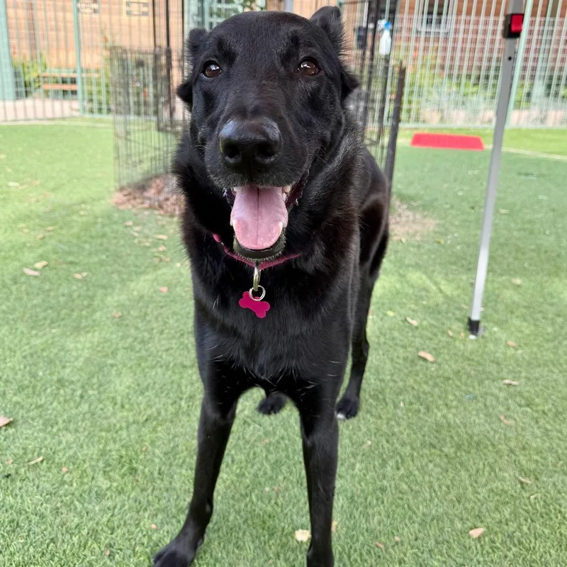 An adult medium-sized female Black Shepherd dog named Monica for adoption in Agoura Hills, CA