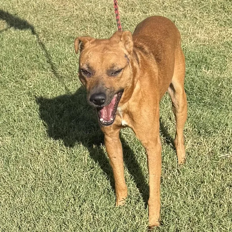 An adult medium-sized male Brown / Chocolate Shepherd dog named Bandit for adoption in Hagerstown, MD