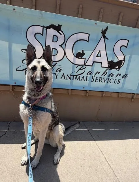 An adult medium-sized female German Shepherd Dog dog named Roxie for adoption in Santa Barbara, CA