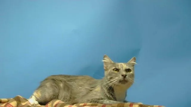 A young medium-sized female Domestic Short Hair cat named Gracie for adoption in Gardena, CA