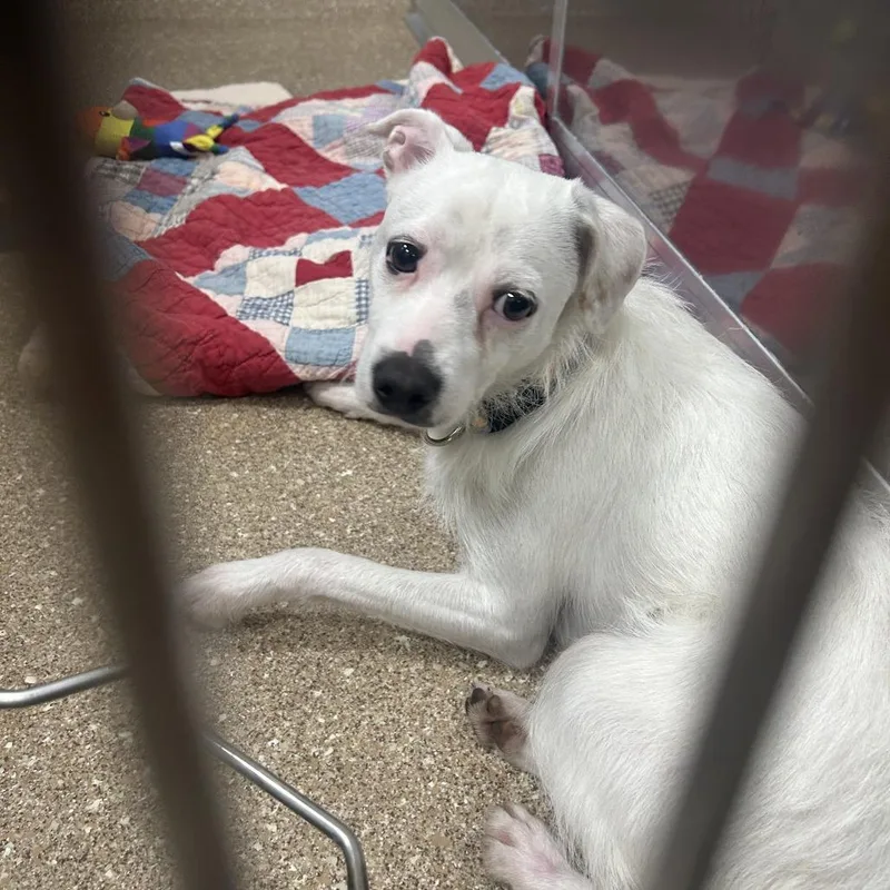 A young small-sized male White / Cream Jack Russell Terrier dog named The Dude for adoption in Sonoma, CA