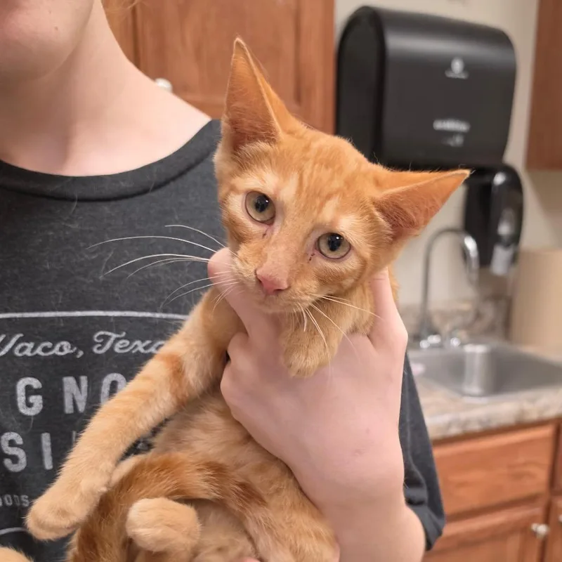 A young small-sized male Domestic Short Hair cat named Steilo  U for adoption in Tupelo, MS