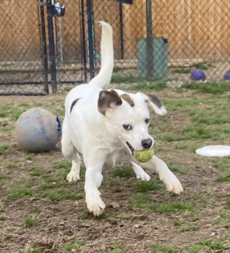 Camembert thumbnail 2