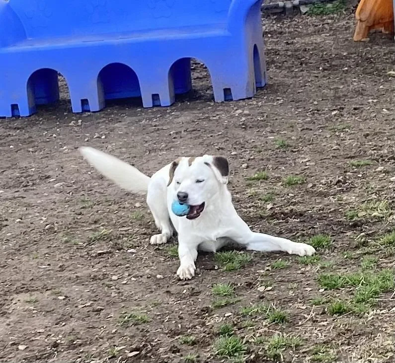 Camembert thumbnail 3