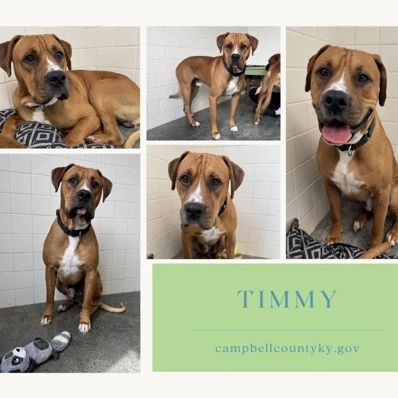 An adult medium-sized male Boxer dog named Timmy Turner for adoption in Melbourne, KY