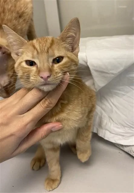 A young small-sized male Domestic Short Hair cat named Binx for adoption in Miami, FL