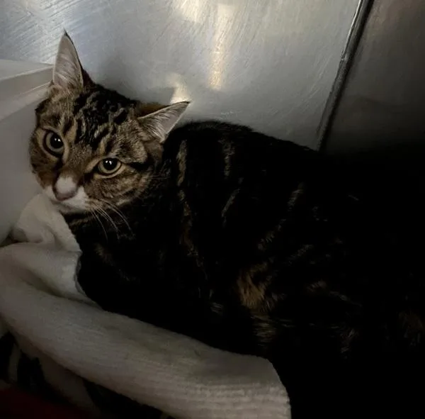 A young medium-sized female Domestic Short Hair cat named Hula for adoption in Stratham, NH