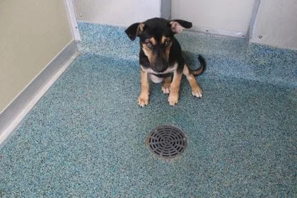 A baby small-sized male Shepherd dog named Yoda for adoption in Kenansville, NC
