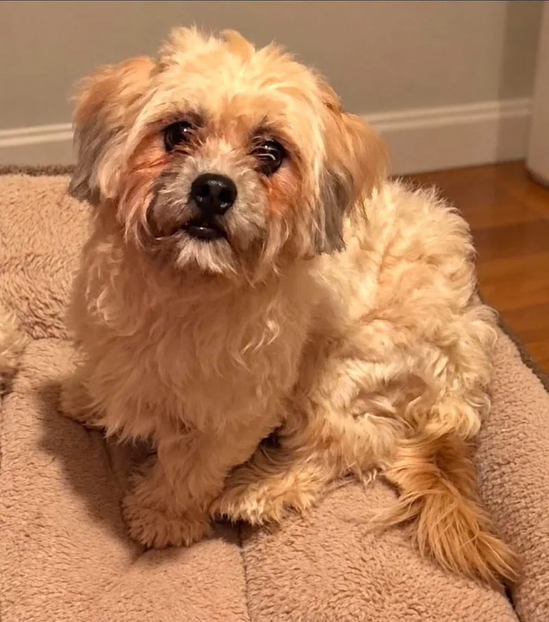 An adult small-sized female Maltese dog named Nanci for adoption in Grand Prairie, TX