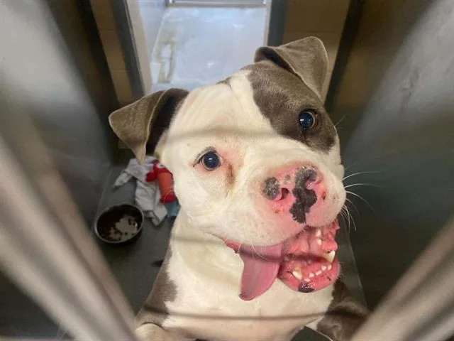 An adult large-sized male Pit Bull Terrier dog named Bluey for adoption in Tustin, CA