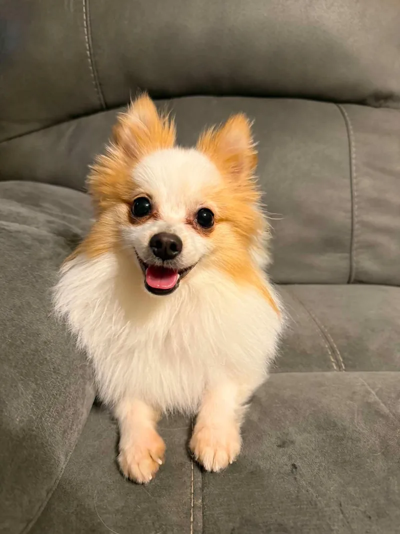 An adult small-sized male White / Cream Pomeranian dog named Tito for adoption in Dysart, IA