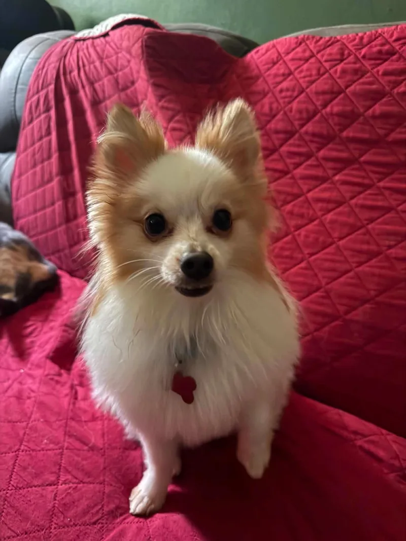 Tito thumbnail 3
