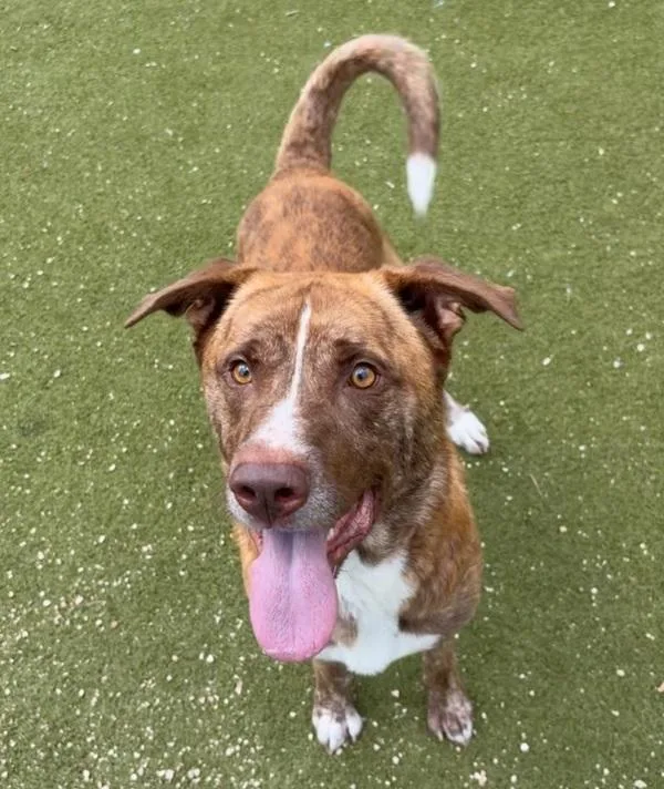 Candy Corn thumbnail 2