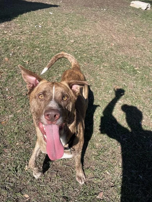 Candy Corn thumbnail 3