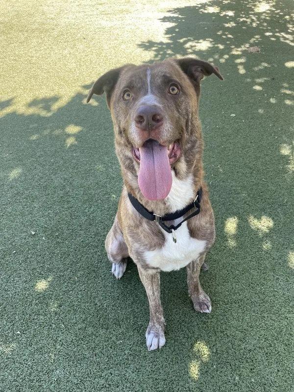 Candy Corn thumbnail 4