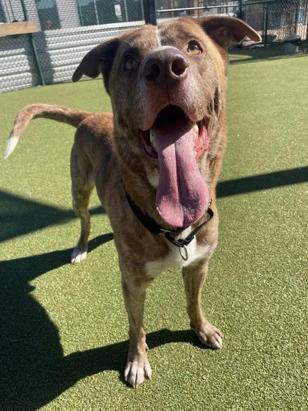 Candy Corn thumbnail 5