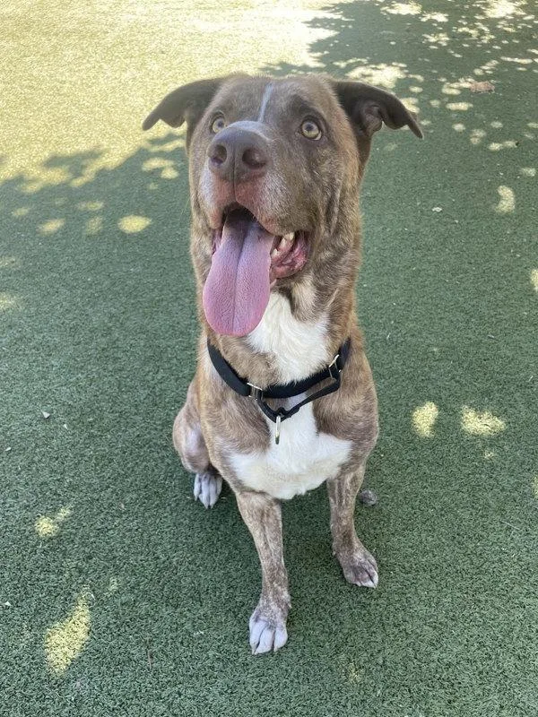 Candy Corn thumbnail 6