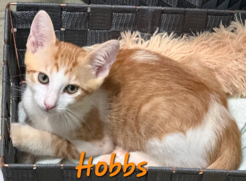 A young medium-sized male Orange & White Domestic Short Hair cat named Hobbs for adoption in Longwood, FL