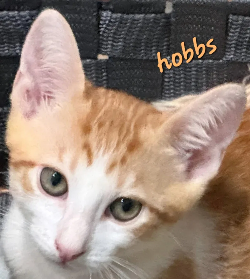 Hobbs thumbnail 2