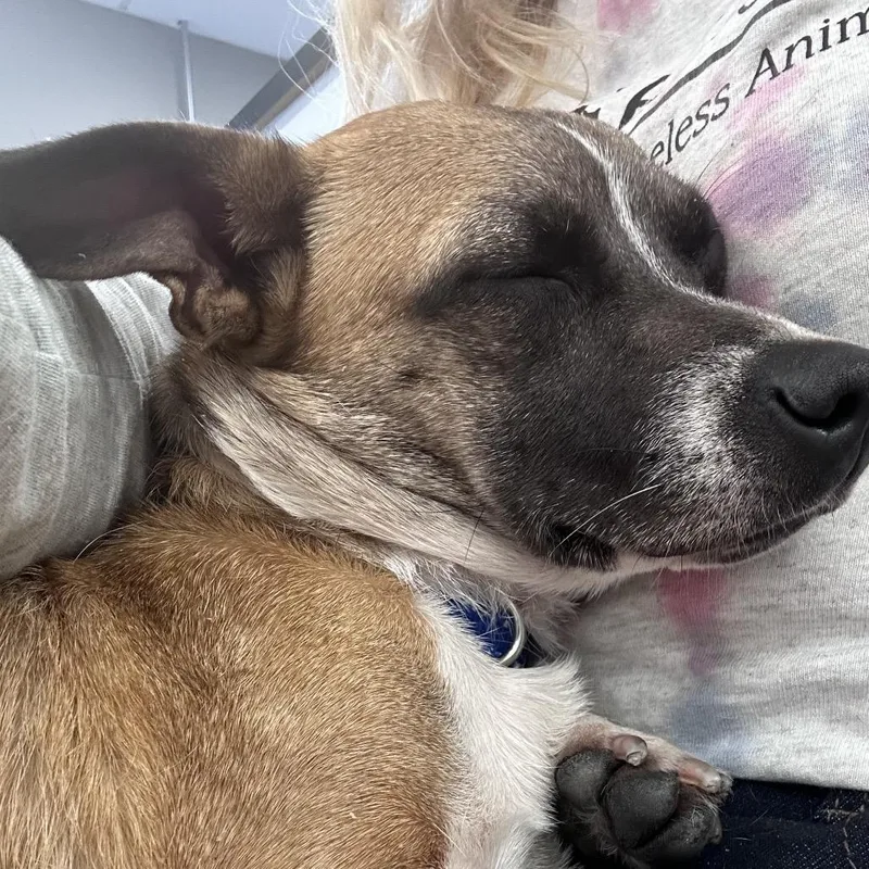 An adult small-sized female White / Cream Jack Russell Terrier dog named Louise for adoption in Easton, PA